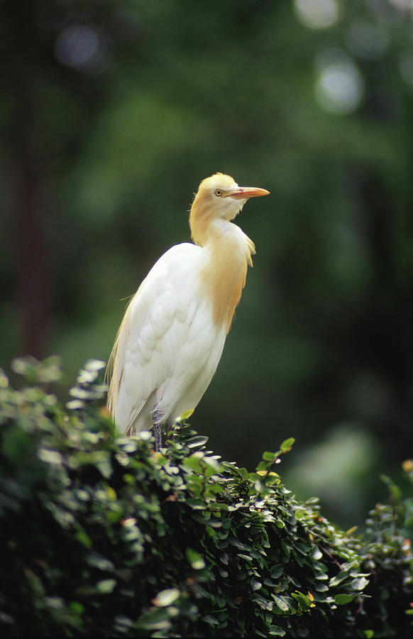 Bird At Jurong Bird Park Photograph by Richard Ianson