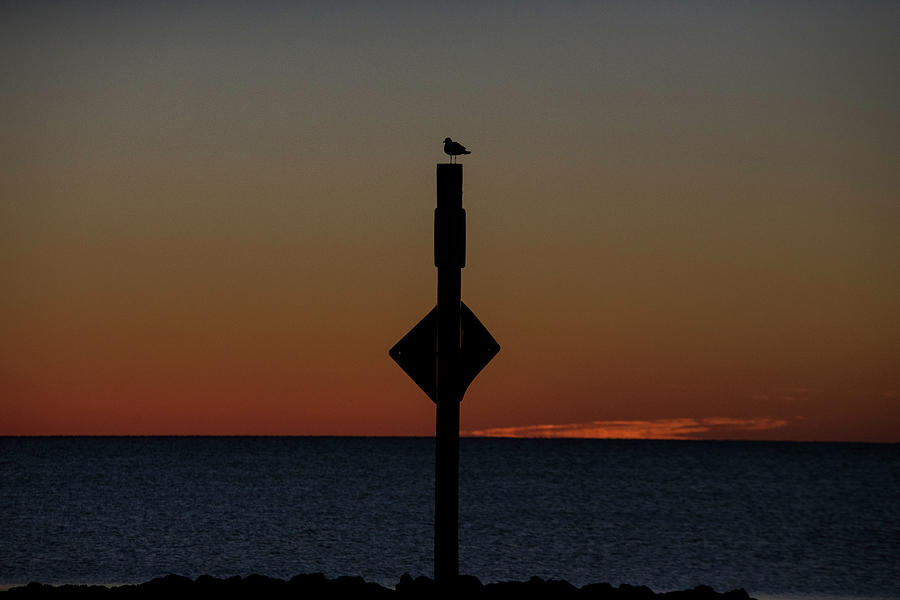 Bird Awaits Sunrise Photograph by Valerie Cason