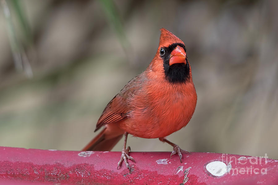 Bird Bath Cardinal Photograph by Deborah Benoit