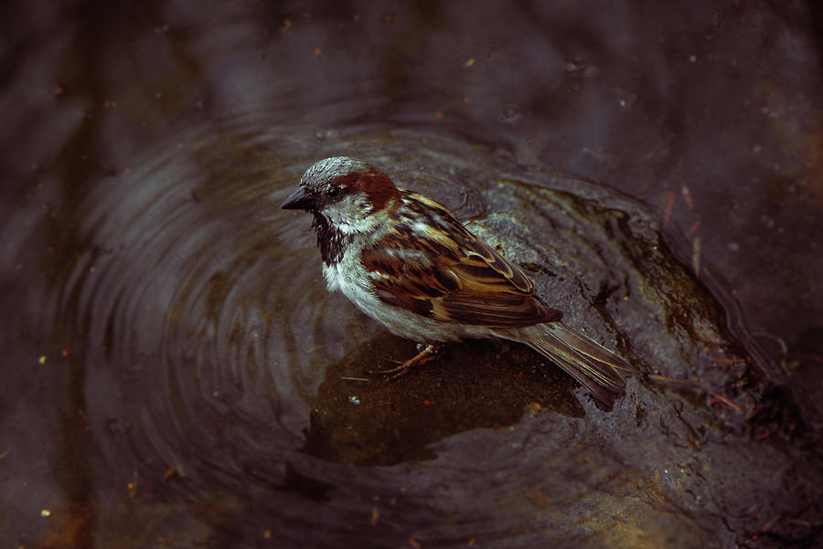 Bird Bath by Traci Asaurus Bird Bath by Traci Asaurus
