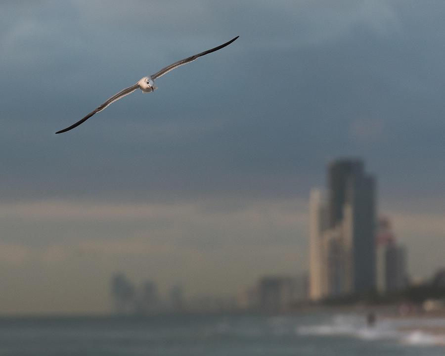 Bird Beach Towering Florida Photograph by Patrick Dessureault