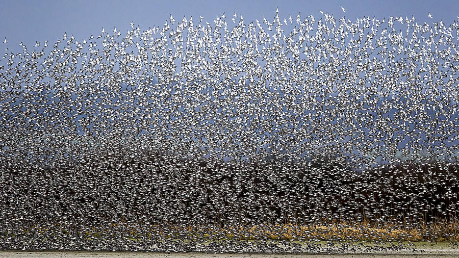 Bird Photograph - Bird Curtain by Katsu Uota