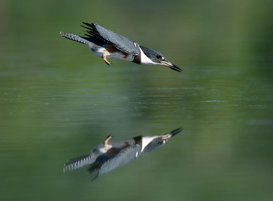 Bird Dart Photograph by Christopher Schlaf