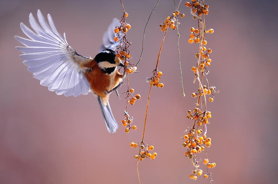 Bird eating on the fly Photograph by Top Wallpapers
