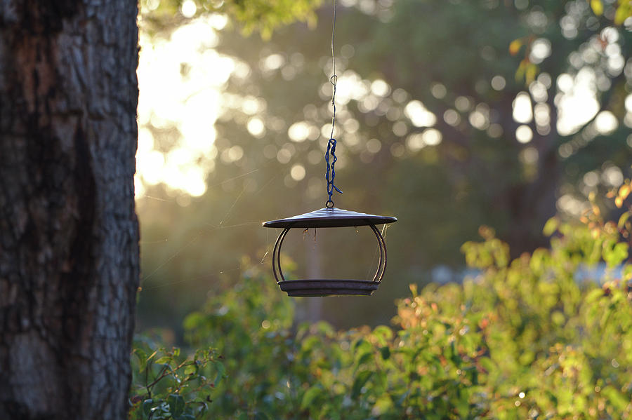 Bird Feeder At Dawn Photograph By Jason Gilbert