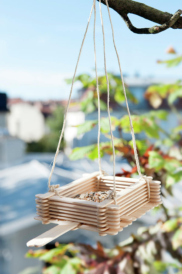 Bird Feeder Handmade From Lolly Sticks Photograph by Veronika Stark