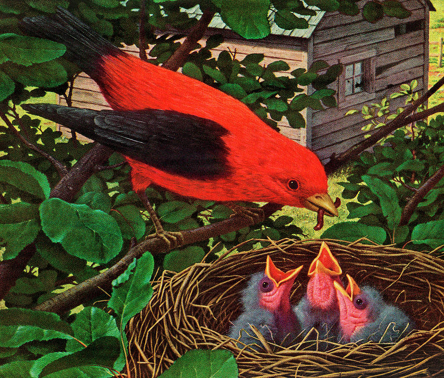 Nature Drawing - Bird Feeding Chicks in a nest by CSA Images