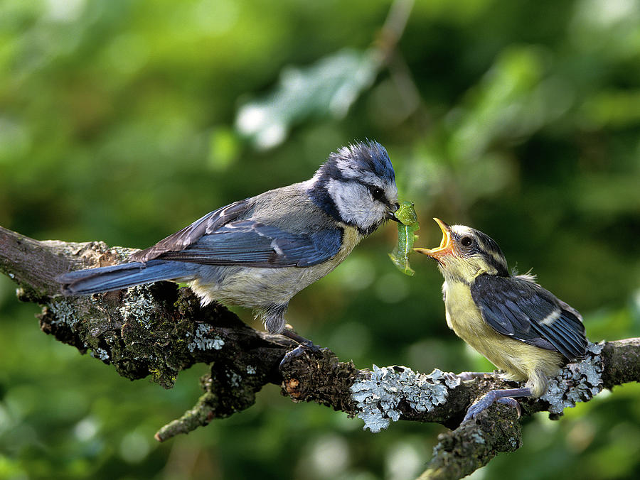 Bird Feeding Her Young Digital Art by Robert Maier