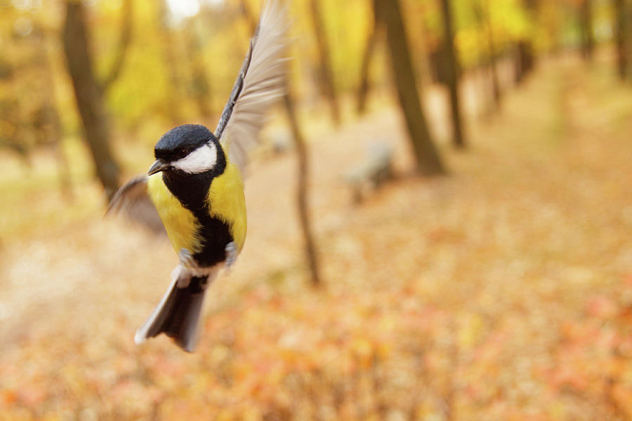 Bird Flight Photograph by Wu Swee Ong