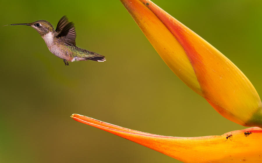 Hummingbird Photograph - Bird, Flower And Ants by Dani Bs.
