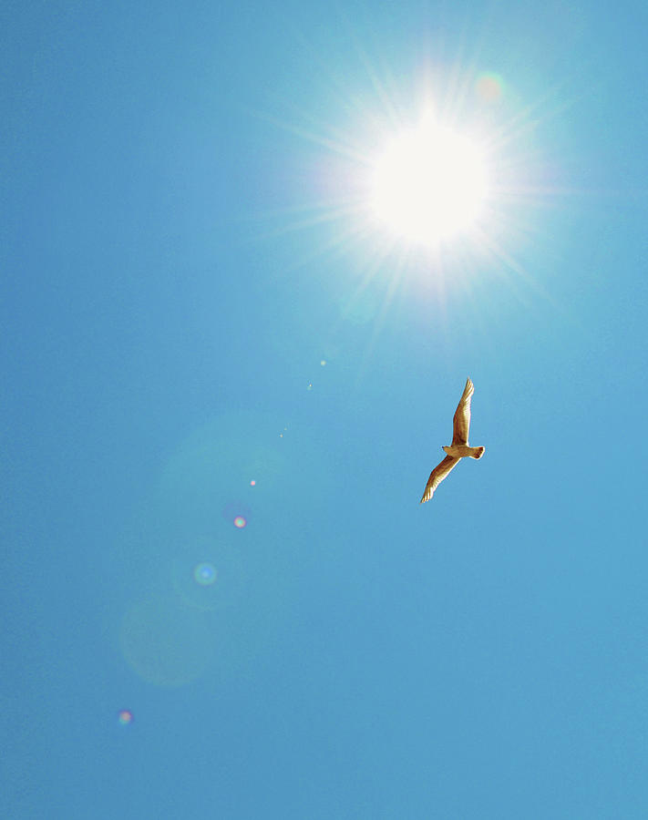 Bird Flying In Blue Sky Photograph by Simon Potter