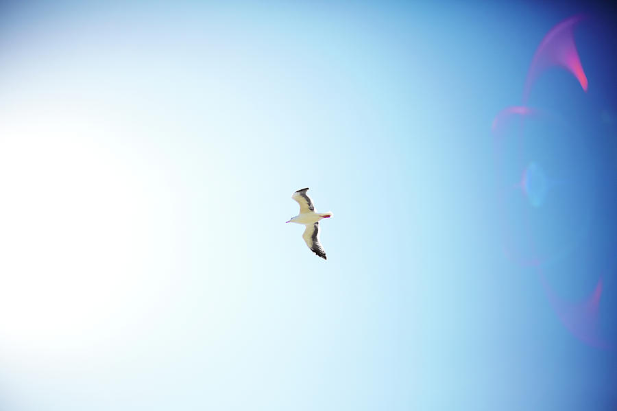 Bird Flying With Sun Flare Photograph by Thomas Northcut