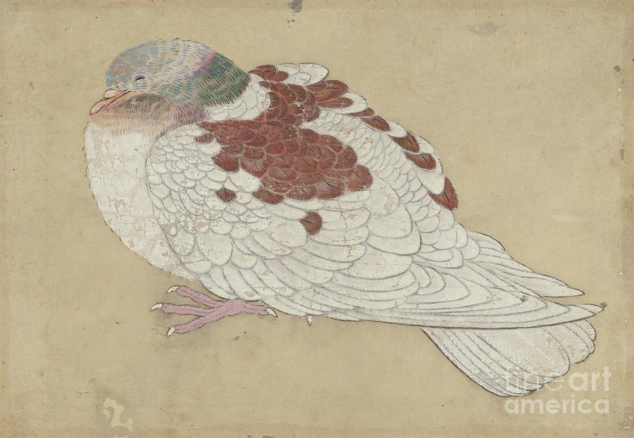 Bird Drawing by Heritage Images