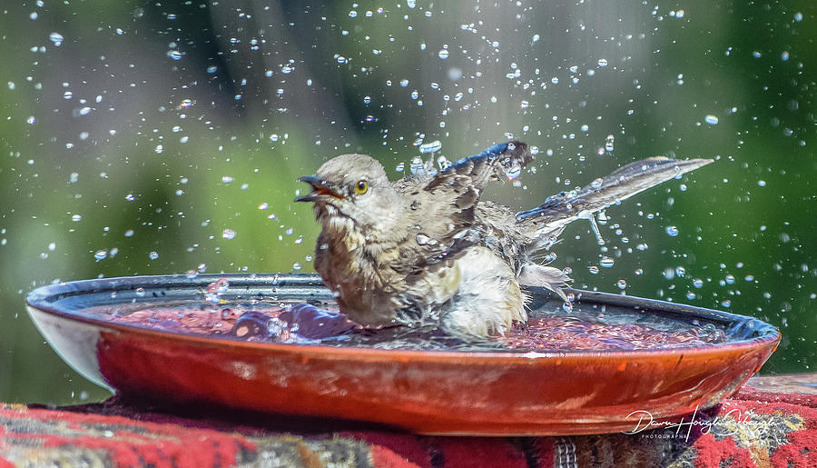 Mockingbird Photograph - Bird In A Bath by Dawn Hough Sebaugh Mockingbird Photograph - Bird In A Bath by Dawn Hough Sebaugh