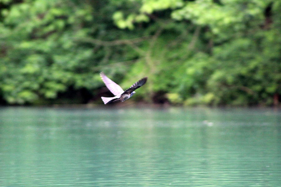 Bird In Flight by W And F Kreations Bird In Flight by W And F Kreations