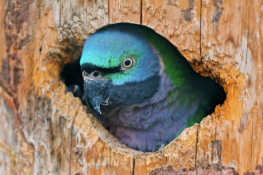 Bird In Hole Photograph by Picture By Tambako The Jaguar