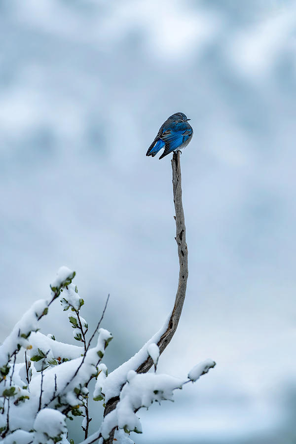 Bird In Snow Day Photograph by Mei Xu