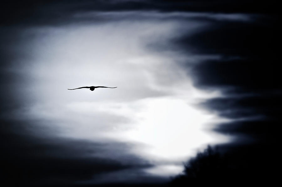 Wildlife Photograph - Bird In The Sky by Catalin Costea