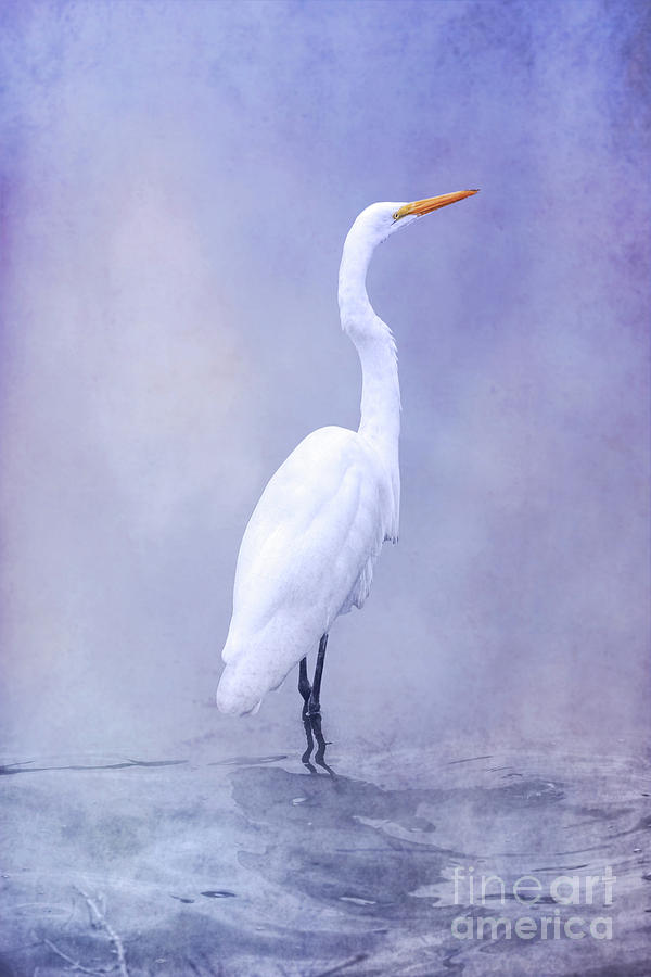 Bird in Water on Blue Digital Art by Randy Steele