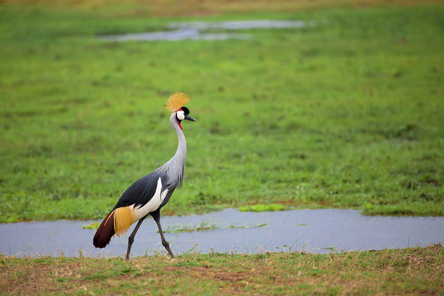 Summer Photograph - Bird Is Walking In The Swamp In Kenya by Cavan Images