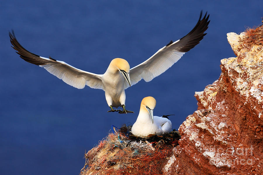Beak Photograph - Bird Landind To The Nest With Female by Ondrej Prosicky Beak Photograph - Bird Landind To The Nest With Female by Ondrej Prosicky