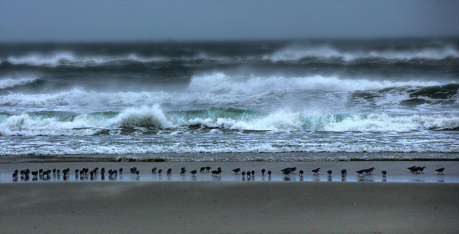 Bird Line in the Surf Line Photograph by Dan Carmichael