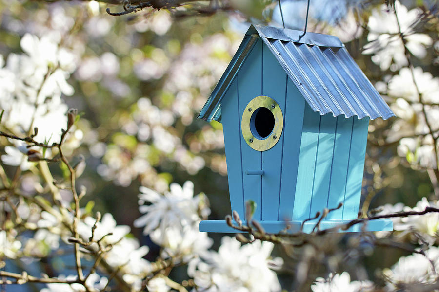Bird Nesting Box Hung In Flowering Star Magnolia Photograph by Angelica Linnhoff
