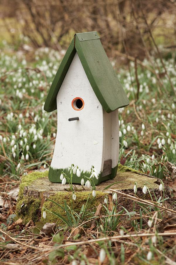 Bird Nesting Box On Tree Stump Surrounded By Snowdrops Photograph by Heidi Frhlich