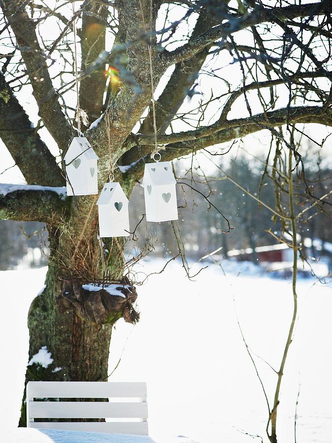 Bird Nesting Boxes Hanging In Tree In Snowy Garden Photograph by Hannah Kompanik