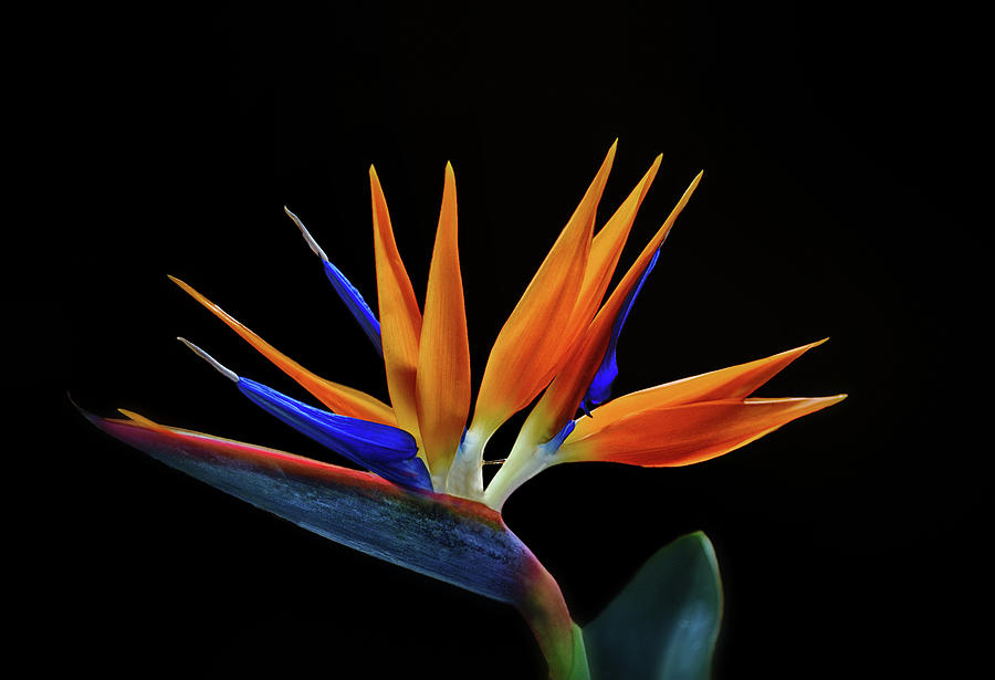 Bird Of Paradise 026 Photograph by George Bostian