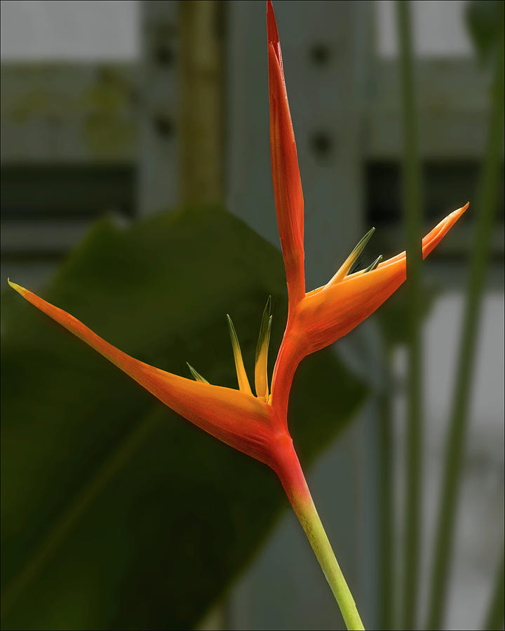 Bird Of Paradise 2 Photograph by Harold Silverman - Flowers
