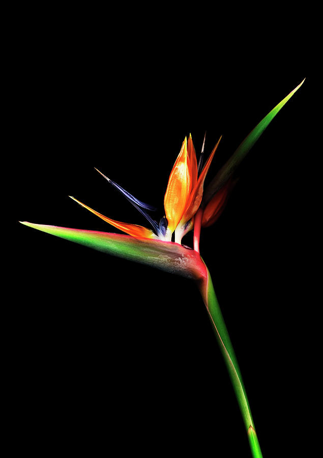Bird Of Paradise Against Black Photograph by Mike Hill