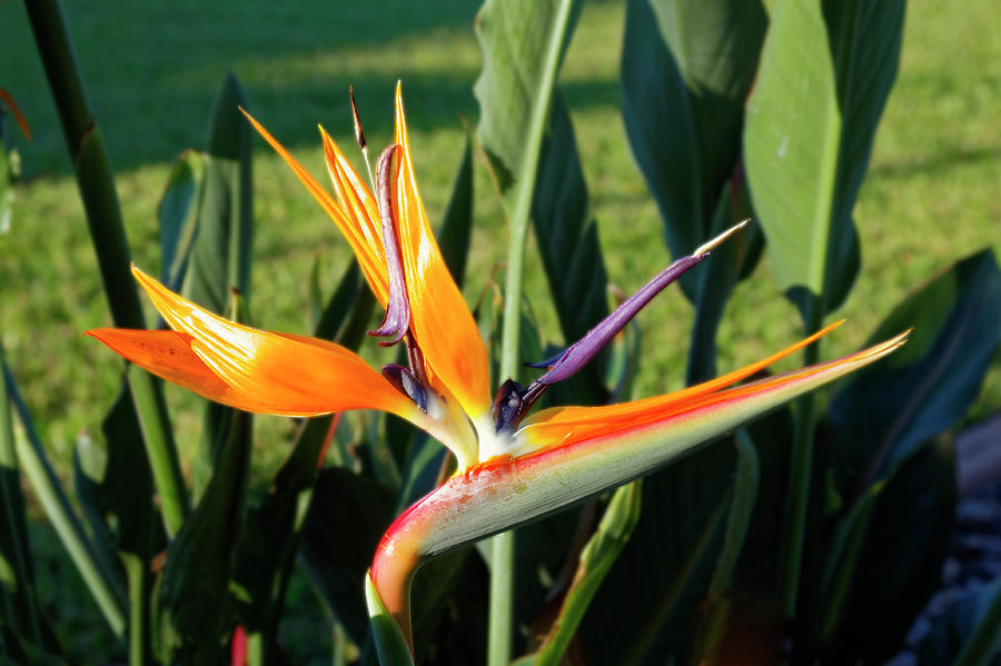 Bird of Paradise and Foliage Photograph by Sally Weigand