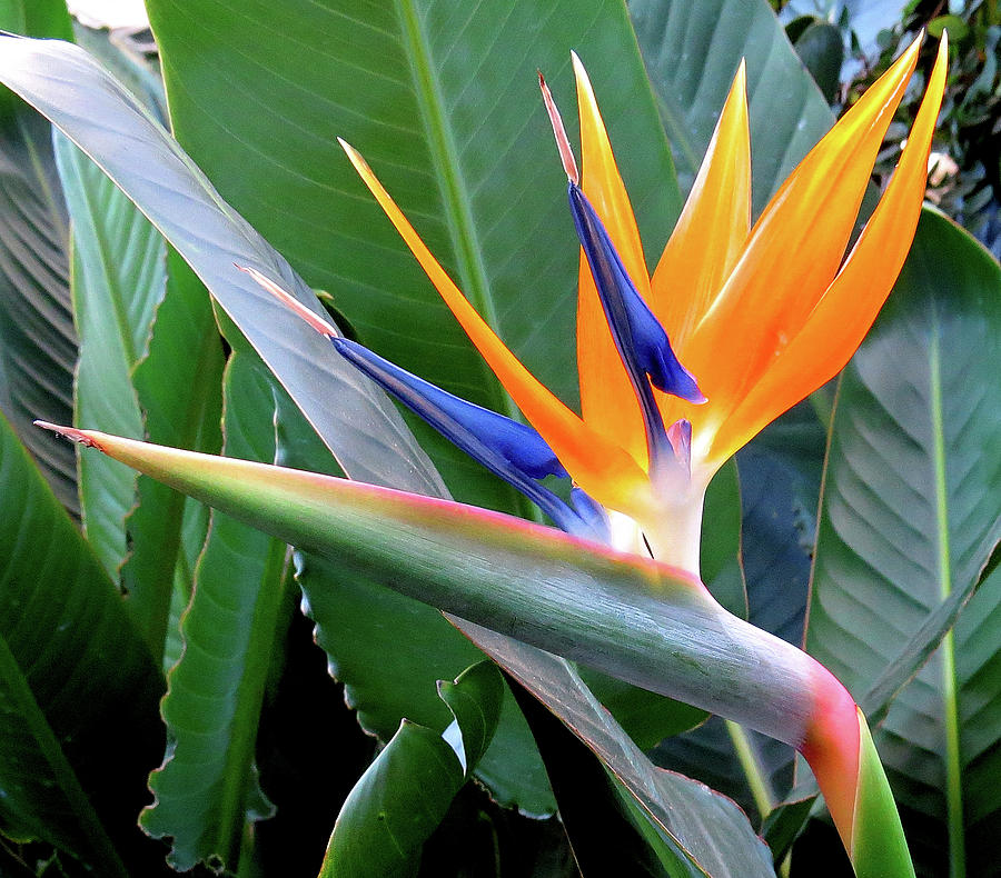 Bird of Paradise at Longwood Gardens Photograph by Linda Stern