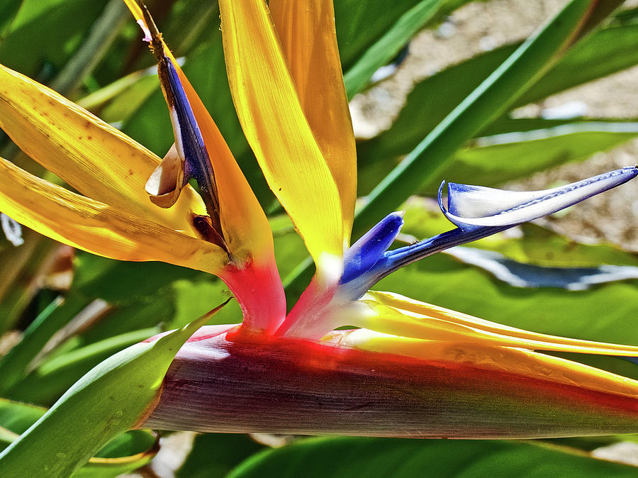 Bird of Paradise at Saint Lukes Lutheran Church in Claremont, California  Photograph by Ruth Hager