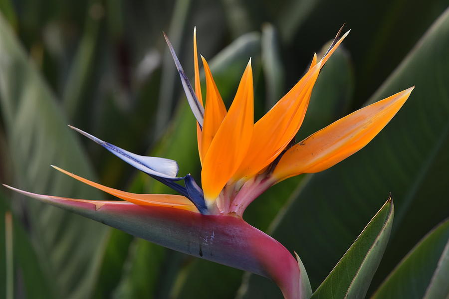 Bird of Paradise Photograph by Ben Foster Bird of Paradise Photograph by Ben Foster