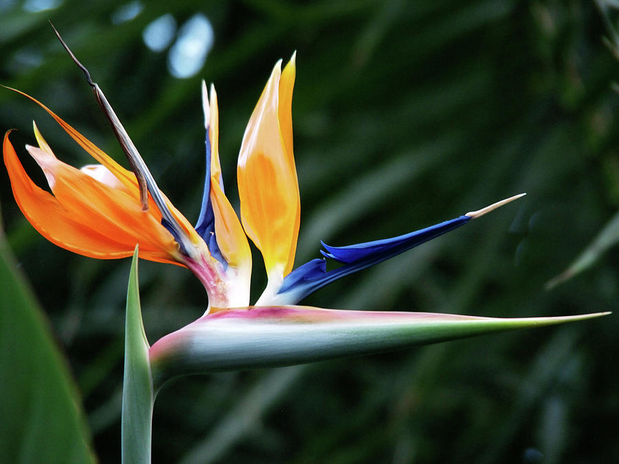 Bird Of Paradise Bloom Photograph by Anna Miller - Fine Art America