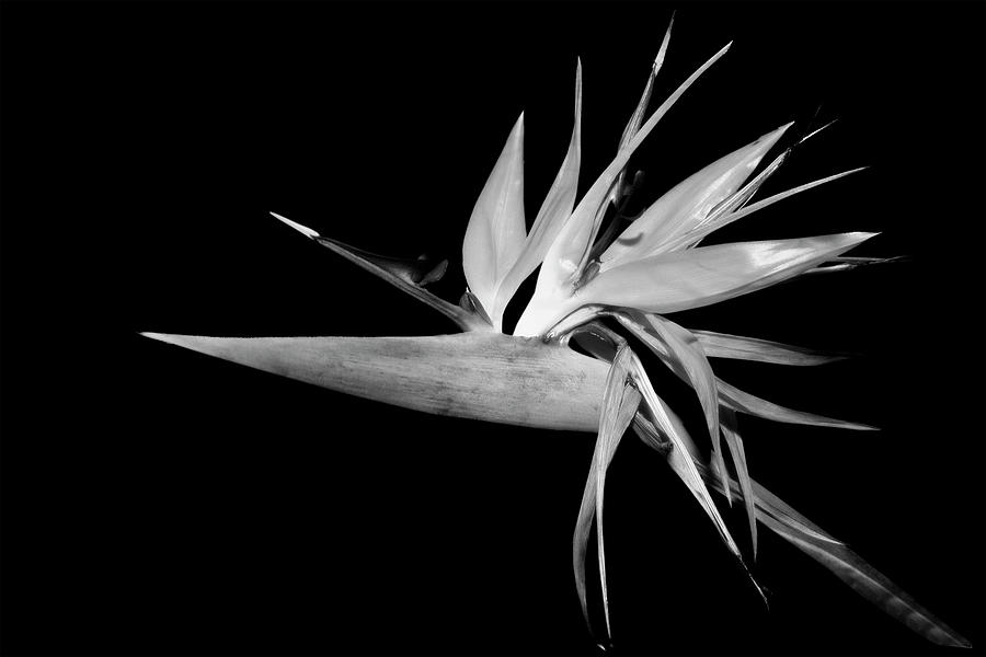 Flower Photograph - Bird Of Paradise B/w1 by Harold Silverman - Flowers