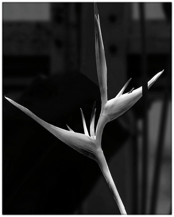 Bird Of Paradise B/w2 Photograph by Harold Silverman - Flowers Bird Of Paradise B/w2 Photograph by Harold Silverman - Flowers