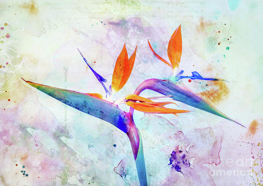 Abstract Mixed Media - Bird of Paradise Flower by Jacky Gerritsen