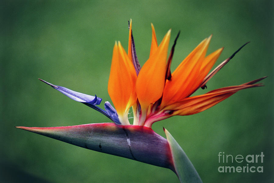 Bird Of Paradise Flower Photograph by Matt Johnston/science Photo Library