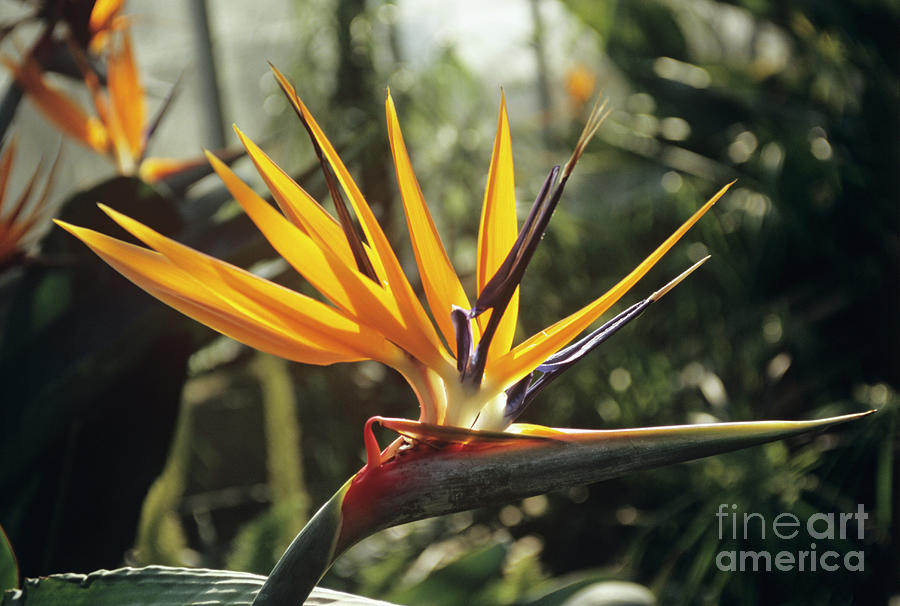 Bird Of Paradise Flower Photograph by Mike Comb/science Photo Library
