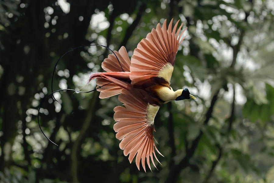 Animal Photograph - Bird Of Paradise by Gatot Herliyanto