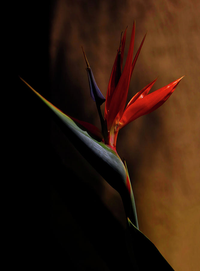 Bird Of Paradise Photograph by Kandy Hurley