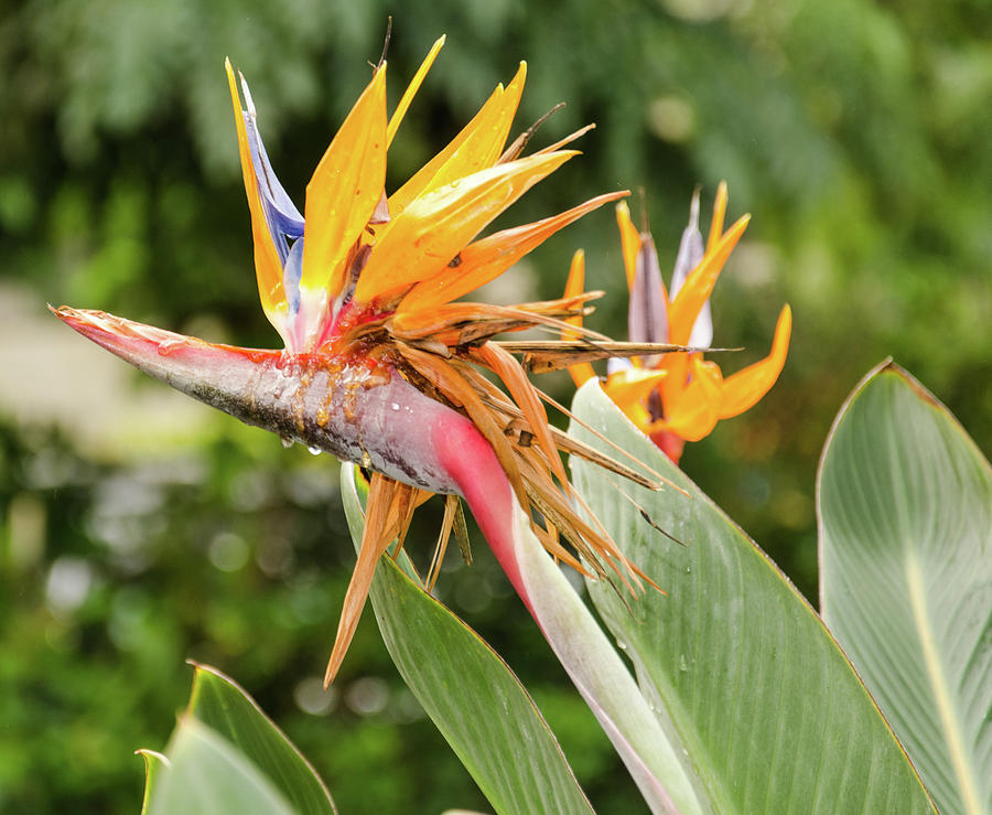 Bird Of Paradise Kauai, Hawaii Photograph by Rebecca Elmore