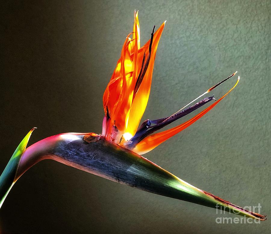 Bird of Paradise Photograph by Marcia Breznay