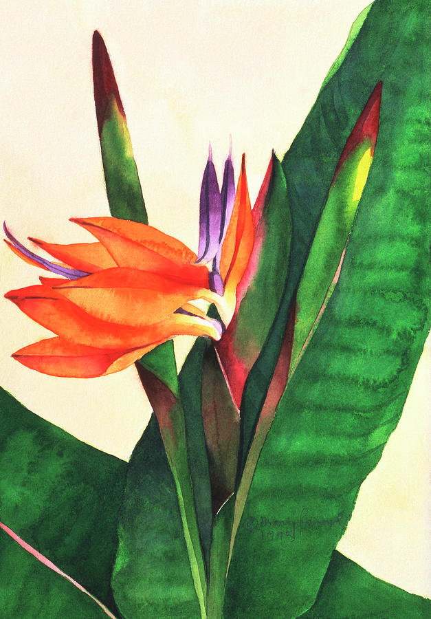 Bird Of Paradise Flower Painting - Bird Of Paradise by Mary Russel