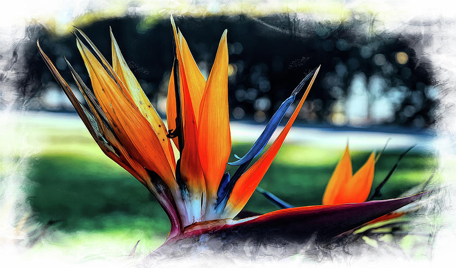 Bird Of Paradise by PAUL COCO Bird Of Paradise by PAUL COCO