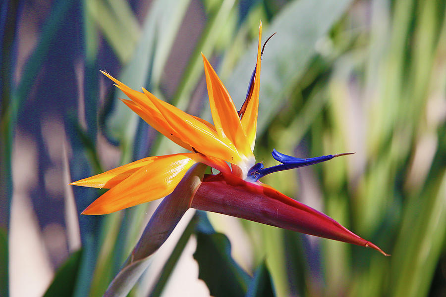 Bird of Paradise  Photograph by Shoal Hollingsworth