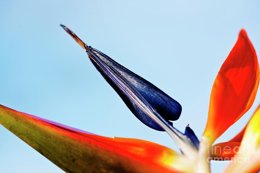 Bird Of Paradise (strelitzia Sp.) Flower Photograph by Ian Gowland/science Photo Library